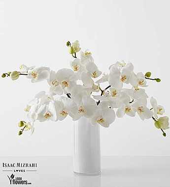 Chic - White Phalaenopsis By Isaac Mizrahi