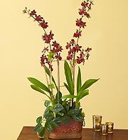 Crimson Shadow Orchid