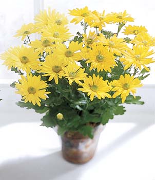 Daisy Chrysanthemum (Large)