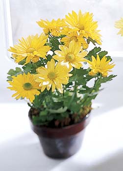 Daisy Chrysanthemum (Small)