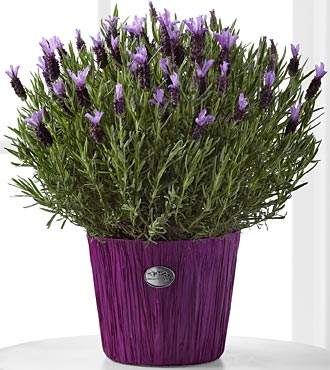 Soothing Lavender Plant