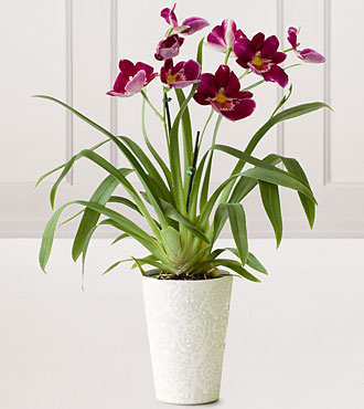 Heart's Warming Orchid Plant