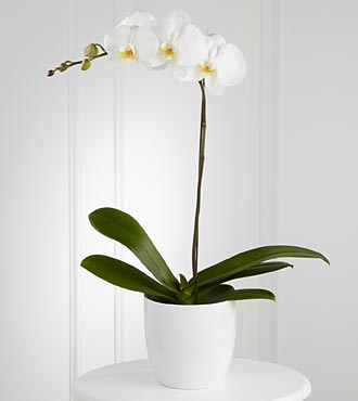 The FTD® White Orchid Planter