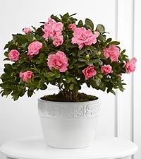 Same Day Florist Delivered The FTD® Vibrant Sympathy™ Planter $7