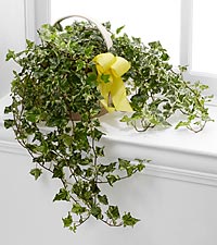 The FTD® Solace™ Ivy Planter