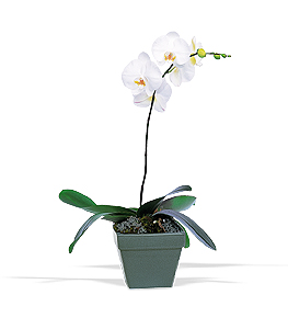Phalaenopsis Orchid Plant.