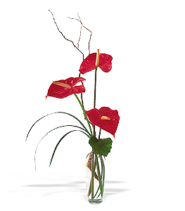 The Simplicity of Anthuriums.