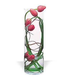 Tulip Under Glass.