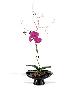 Standard Orchid in Large Bowl.