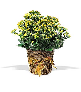Vivid Yellow Kalanchoe Plant.